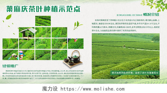 绿色简约清新大气蕖麻庆茶叶种植示范点农业种植展板设计